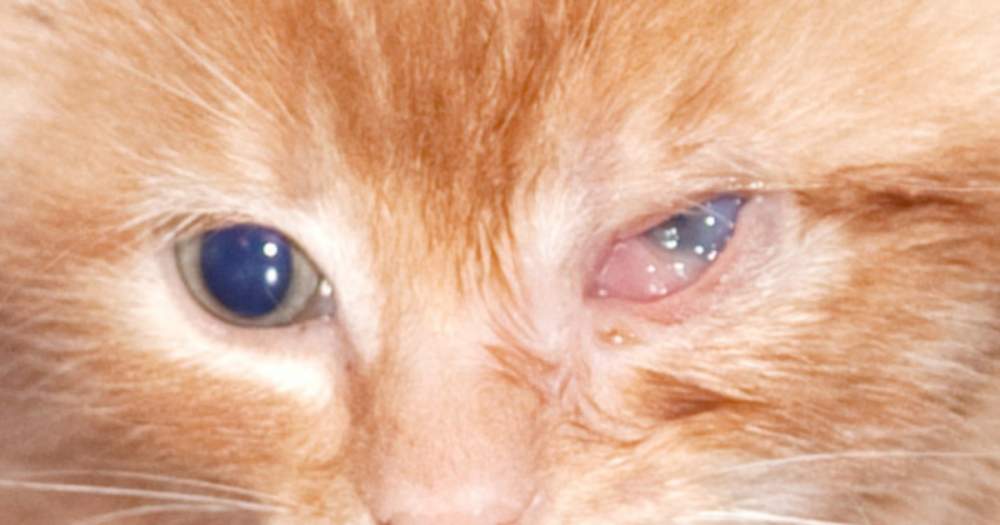 Cat's eyes