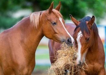 Tips For Feeding your Horse With Hay Pellets