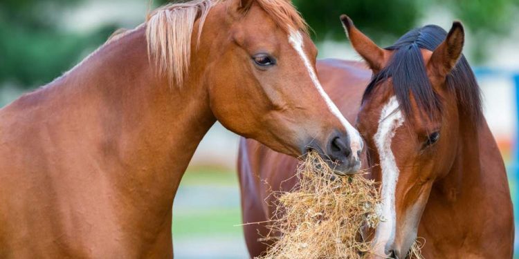 Tips For Feeding your Horse With Hay Pellets