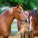 Tips For Feeding your Horse With Hay Pellets