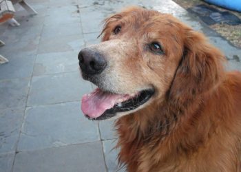 Is it Normal for Dogs to Stare