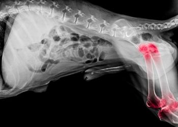 Joint Pain in Senior Dog