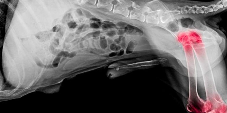 Joint Pain in Senior Dog