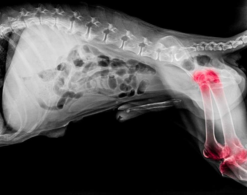 Joint Pain in Senior Dog