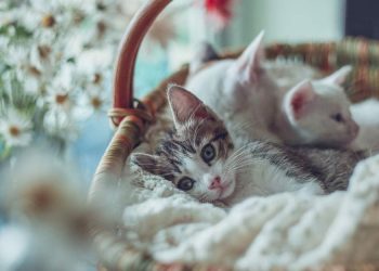 Advice Environmentally Responsible Life With Cats. Don't use Plastic