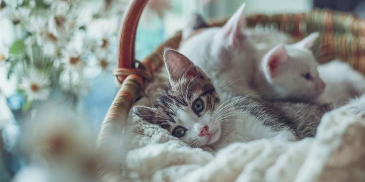 Advice Environmentally Responsible Life With Cats. Don't use Plastic