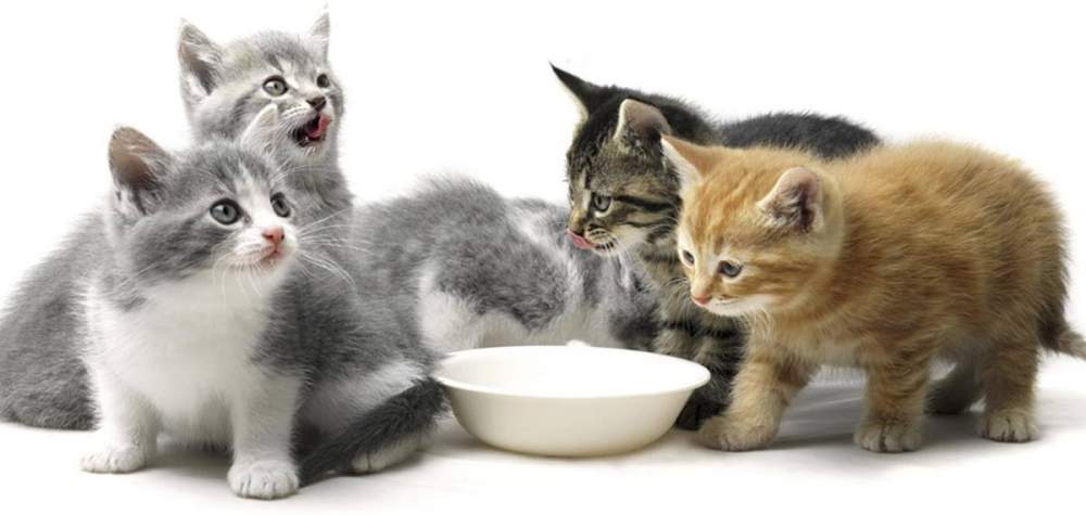 cat food 