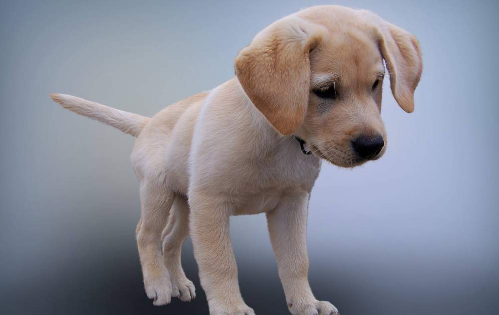 Puppy Weaning How To Wean? When And For How Long?