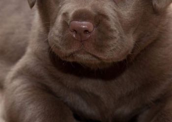 Do Dogs Need Calcium And How Much Quantity ?