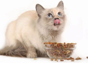 Dry Cat Food: Advantages, Disadvantages?