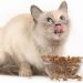 Dry Cat Food: Advantages, Disadvantages? Dry Cat Food: Advantages, Disadvantages?