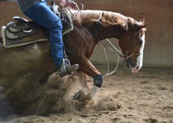 Training A Horse: from breaking through to training,