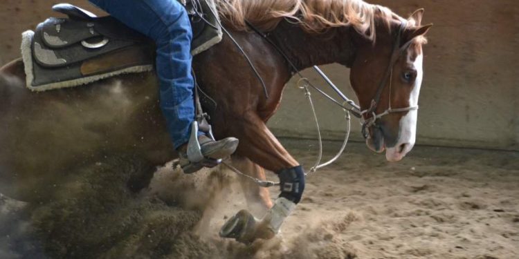 Training A Horse: from breaking through to training,