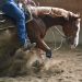 Training A Horse: from breaking through to training, 2