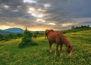 Horse In The Meadow: The Meadows Best Choice For The Horse.