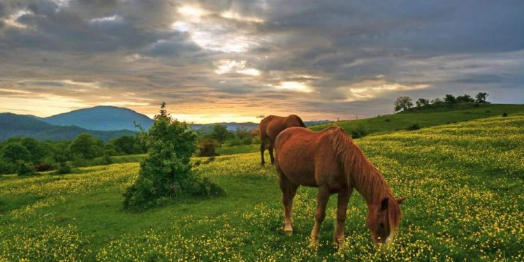 Horse In The Meadow: The Meadows Best Choice For The Horse.