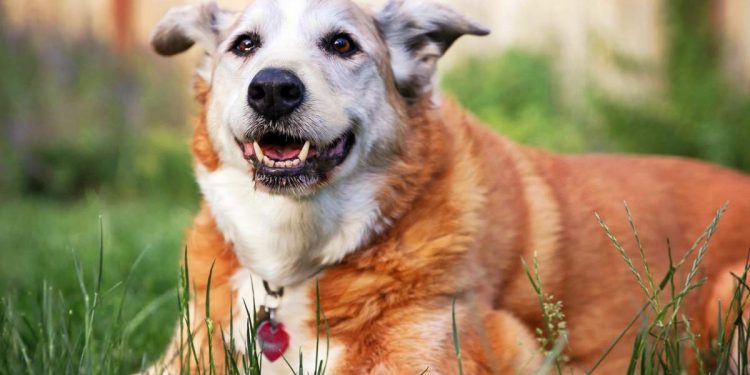 Senior Dog