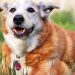 The 4 Best Ways To Take Care of A Senior Dog Senior Dog