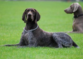 The German Shorthaired Pointer