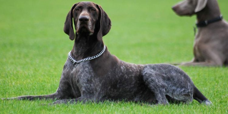 The German Shorthaired Pointer