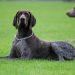 The German Shorthaired Pointer