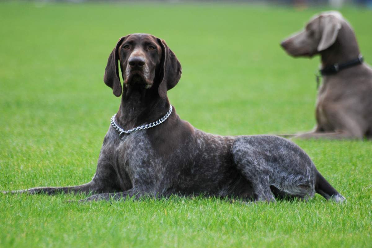 The German Shorthaired Pointer