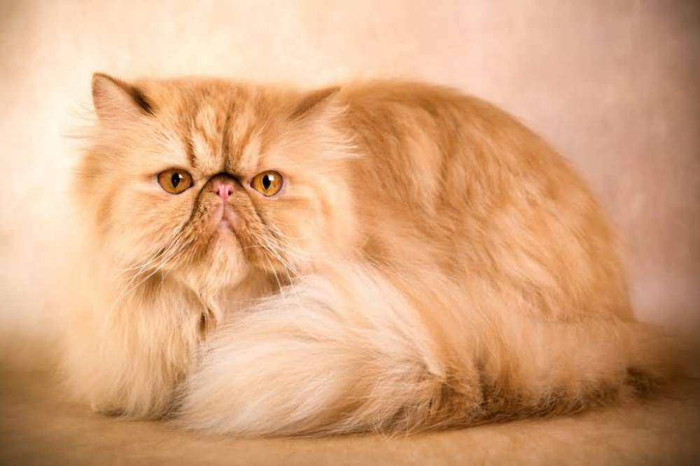 Persian cat