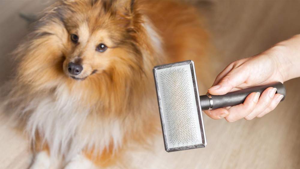 Dog Grooming Guide For Dog Lovers dog grooming