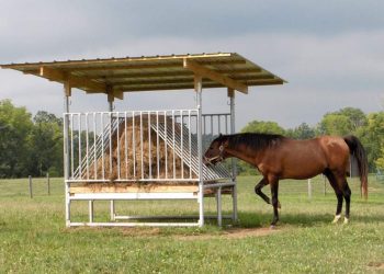 Grain-Free Feed For Horses