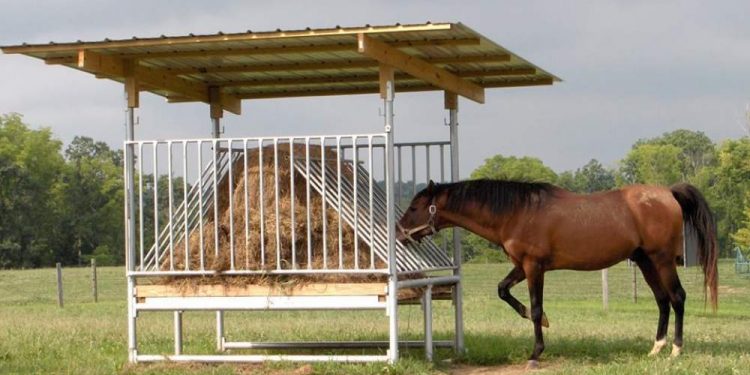Grain-Free Feed For Horses: Disadvantages And alternatives 1