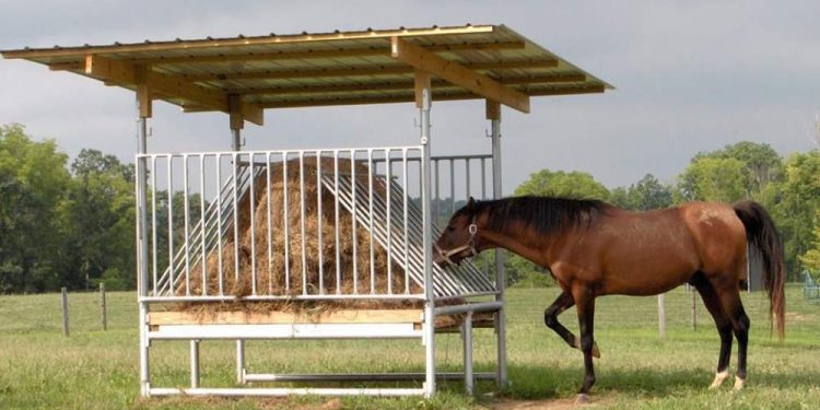 Grain-Free Feed For Horses: Disadvantages And Alternatives Grain-Free Feed For Horses