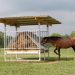 Grain-Free Feed For Horses: Disadvantages And Alternatives Grain-Free Feed For Horses