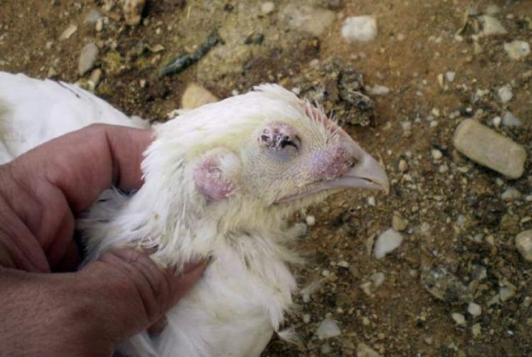 12 Common Chicken Diseases, Symptoms And Treatment