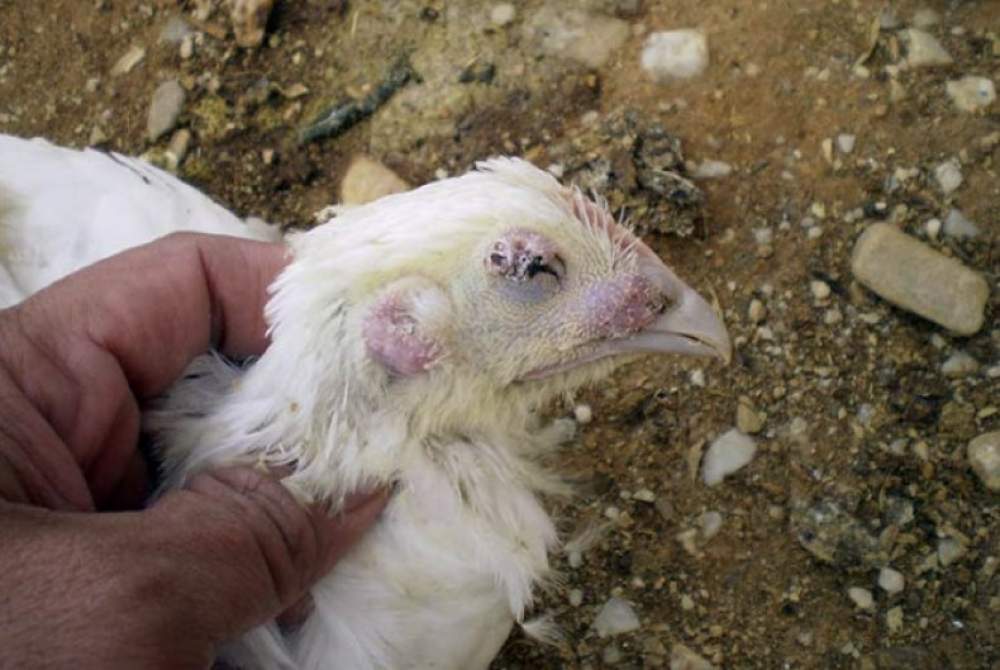 12 Common Chicken Diseases, Symptoms And Treatment chicken diseases