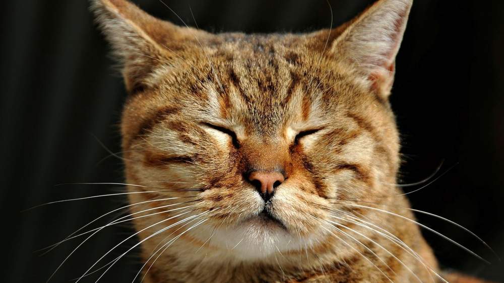 Cat Language