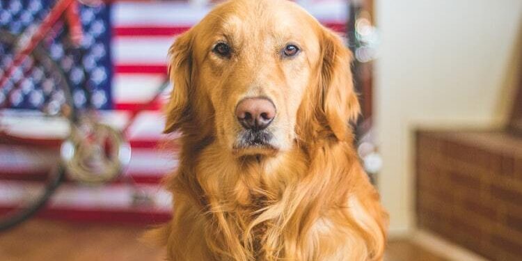 CBD and Pets