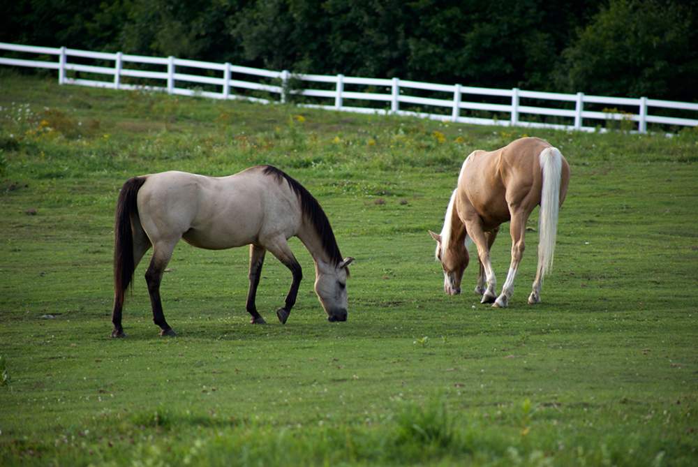 horse in the meadow