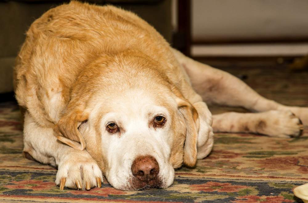 dog ​​vomits