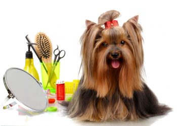 Dog Grooming Guide For Dog Lovers