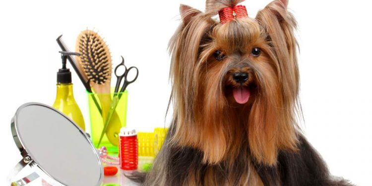 Dog Grooming Guide For Dog Lovers
