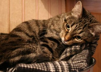 Depression In Cats: A Disorder To Be Treated Urgently