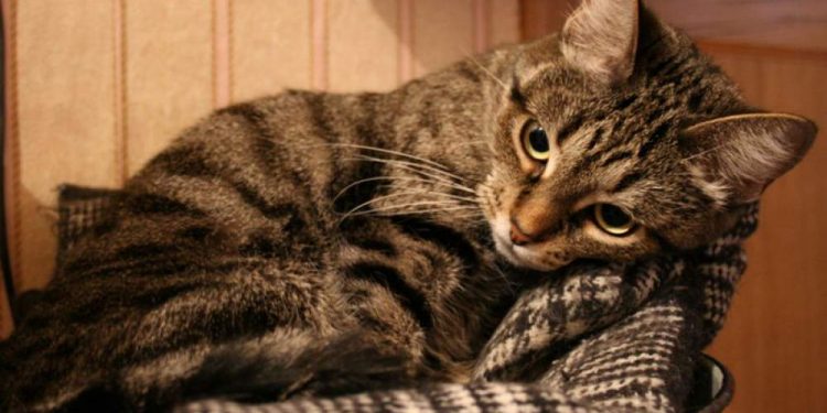 Depression In Cats: A Disorder To Be Treated Urgently