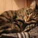 Depression In Cats: A Disorder To Be Treated Urgently