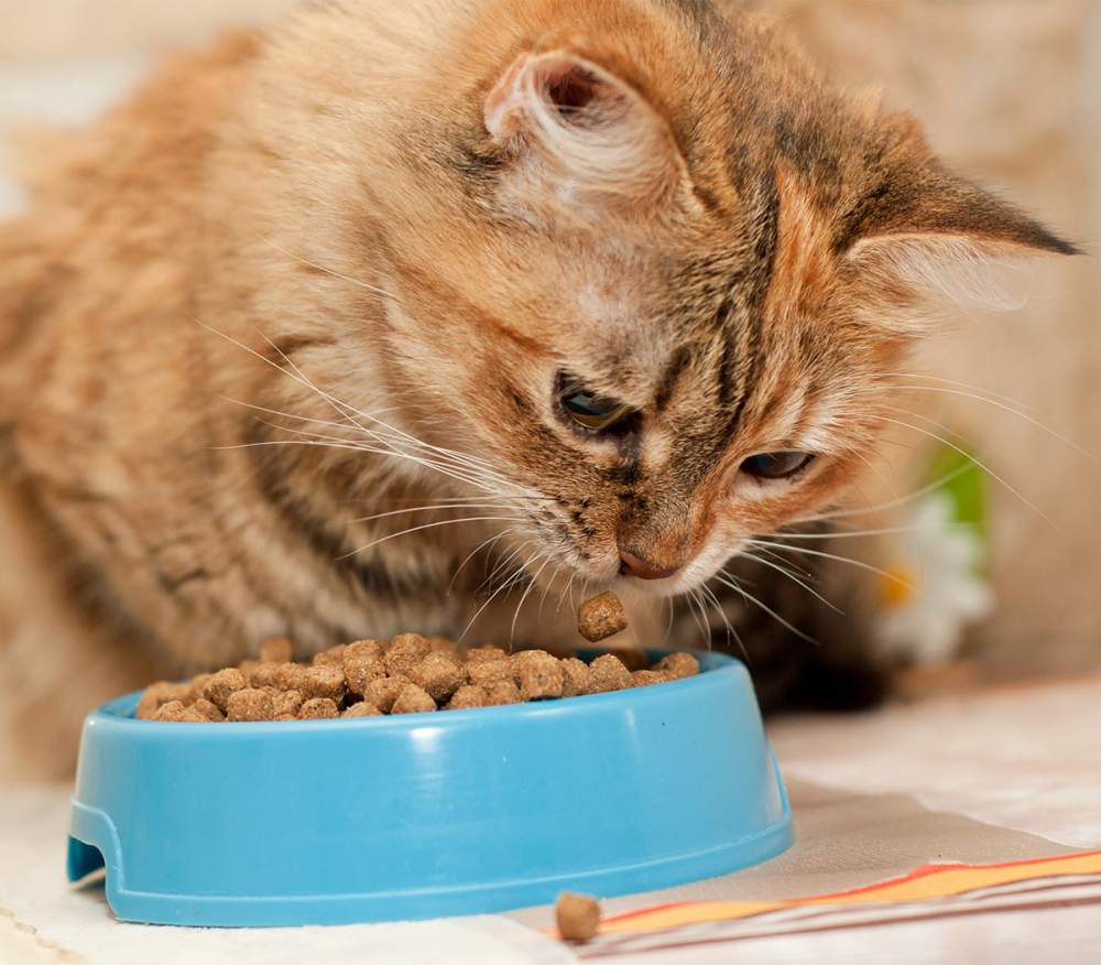 Dry Cat Food Advantages, Disadvantages?