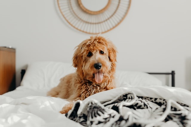 dog in bed