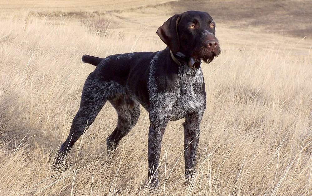 German Shorthaired