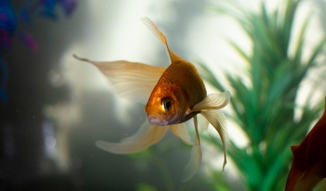 gold fish