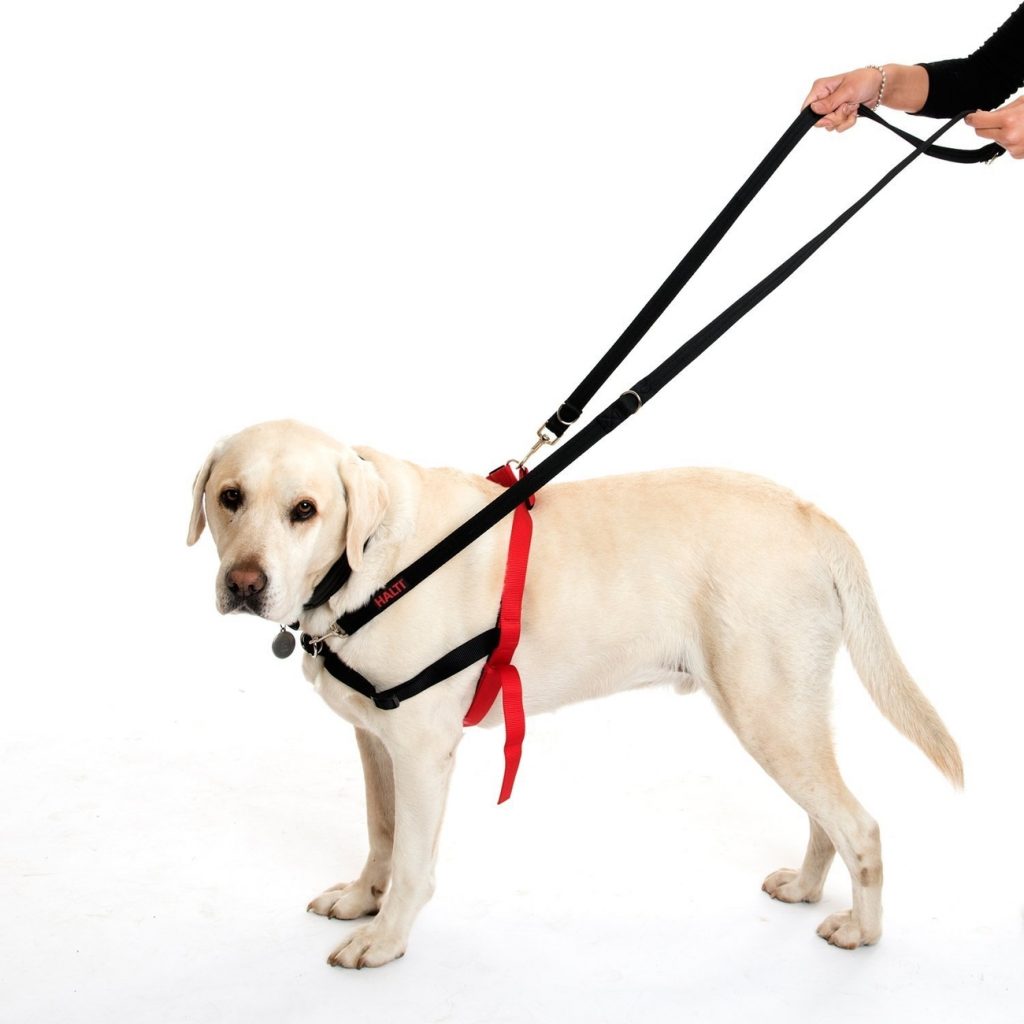 How To Put A Dog Harness? Types Of Dog Harness