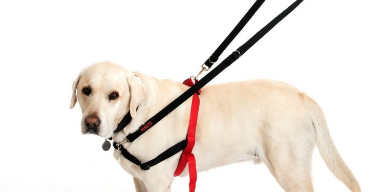 Puppy Training