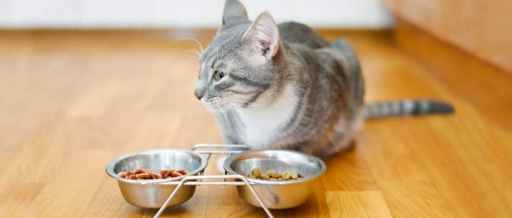 My Cat No Longer Eats. How My Cat Eat Better? no longer eats